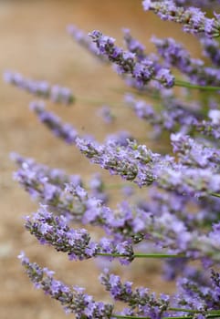 closeup of lavender flowers in nature