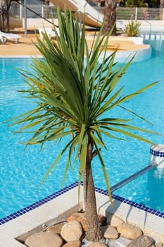 agave plant near the swimming pool on sunny day