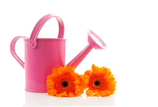 Pink watering can and orange Gerber flowers over white background