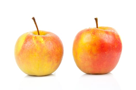 two juicy red with yellow apples with water drops isolated on white background