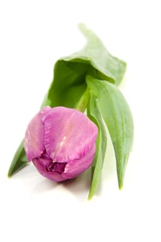One purple tulip isolated on white background