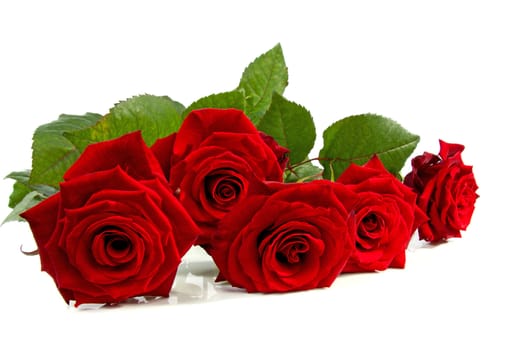 beautiful red roses isolated on white background