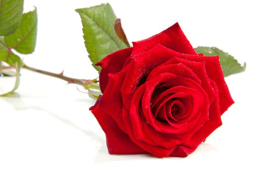 beautiful red roses with water drops isolated on white background