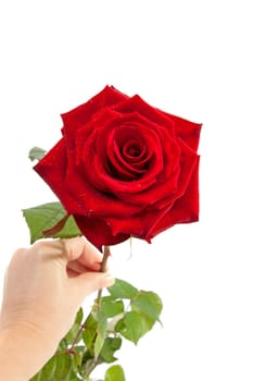 hand is holding red rose against white background