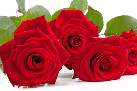 beautiful red roses in closeup  isolated on white background