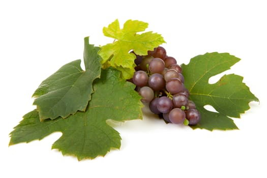 cluster of blue grapes out of own garden with leaves isolated on white background
