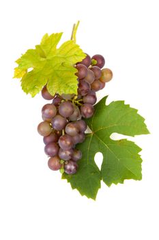 cluster of blue grapes out of own garden with leaves isolated on white background