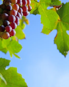 border of grapes and leaves against blue sky