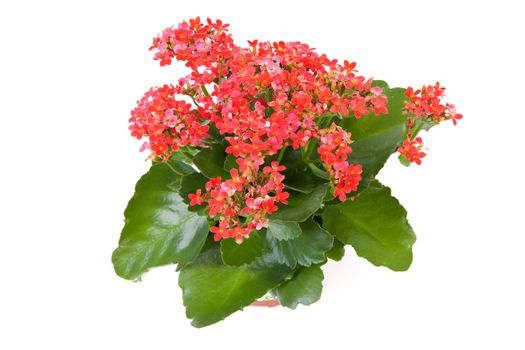 pink kalanchoe flower plant isolated on white background