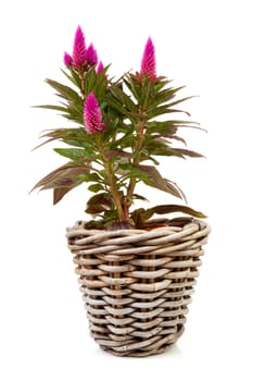 Pink Celosia Venezuela plant in basket isolated on white background