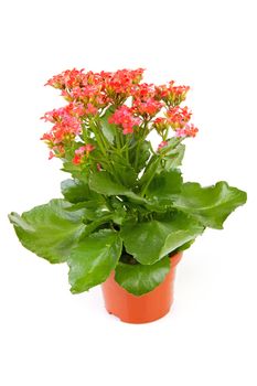 pink kalanchoe flower plant isolated on white background