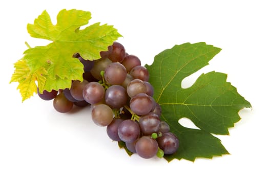 cluster of blue grapes with leaves over white background