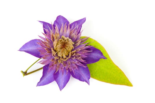 Purple Clematis flower isolated on white background