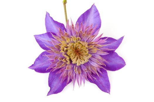 Purple Clematis flower isolated on white background