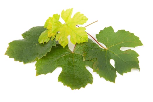 Leaves of grapes isolated on white background