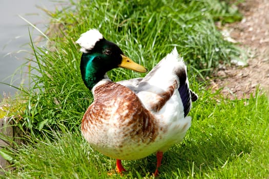 Male duck walking in grassfield on sunny day