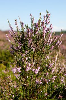 view over Dutch Pink erica heath in closeup 