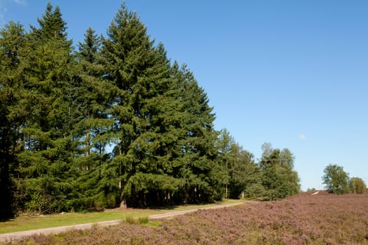 Field with Dutch heath and conifers against blue sky