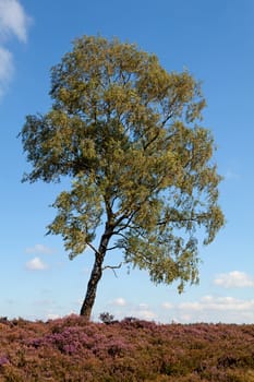 White birch trees on field of heath against blue sky