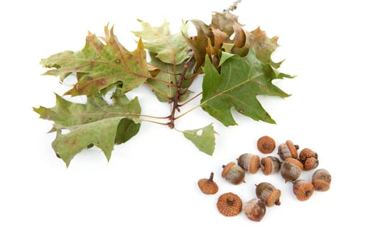 autumn leaves with acorns over white background