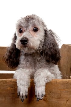 Grey poodle in wooden crate over white background