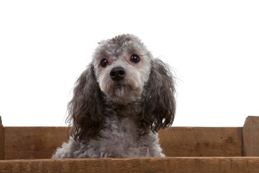Grey poodle in wooden crate over white background