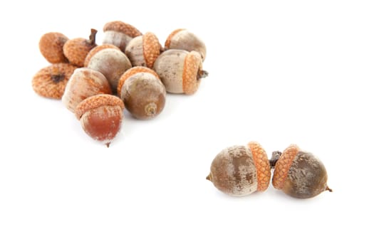 couple of acorns isolated on white background