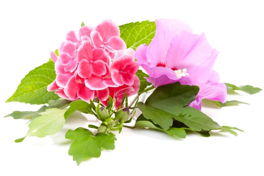 Pink hibiscus and hydrangea flowers over white background