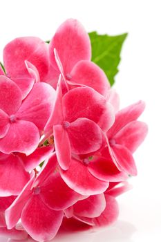 Pink hydrangea flower in closeup over white background