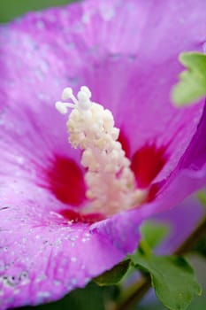 purple hibiscus flower in closeup with focus on white stamen