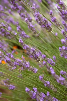 closeup of lavender flowers in nature