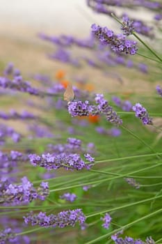 purple lavender in closeup with butterfly