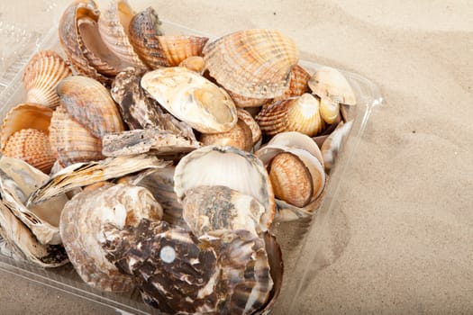 lots of different shells on the beach in closeup