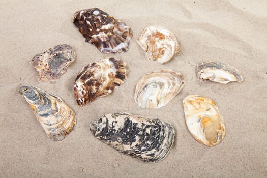 background of beach with different shells in closeup