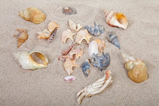 background of beach with different shells in closeup