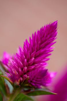 pink celosia venezuela flower in closeup