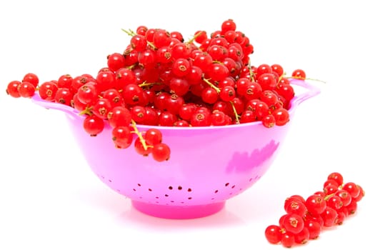 Pink colander filled with red currant berries over white background