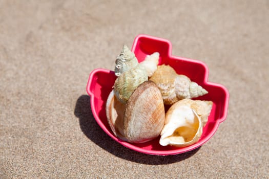 shells on the beach in plastic toy over sand