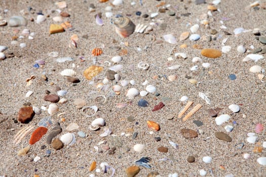 background of shells on the beach in closeup