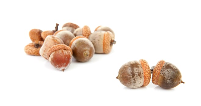 couple of acorns isolated on white background