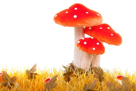 autumn scene withyellow grass and mushroom over white background