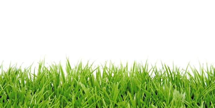 green grass in closeup over white background