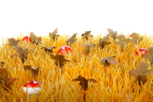 autumn grass with little mushrooms in closeup over white background