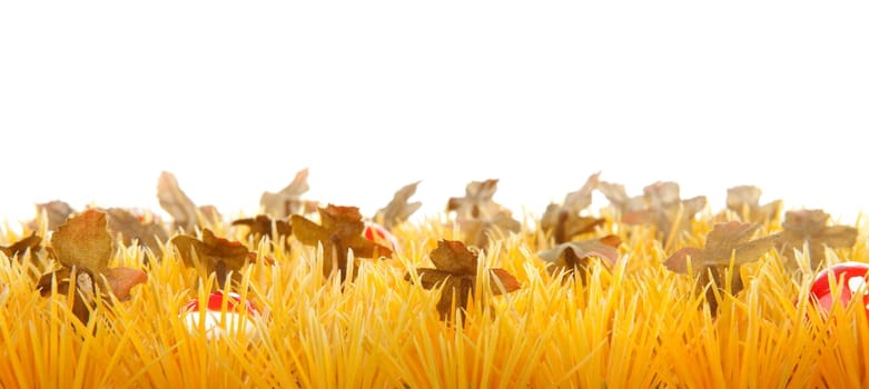 autumn grass with little mushrooms in closeup over white background