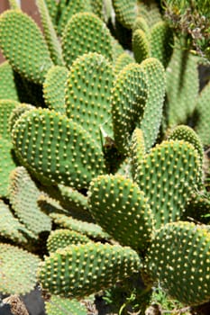 green cactus in closeup