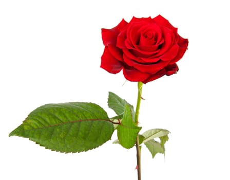 red rose in closeup over white background