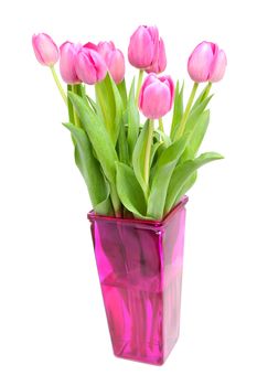 Dutch tulips in pink vase isolated on white background