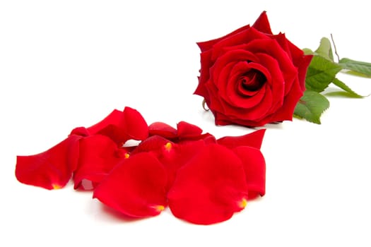 red rose and leaves over white background