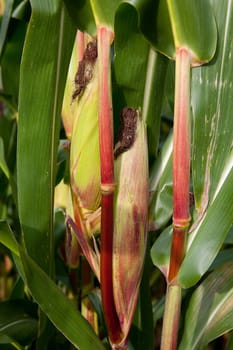 corn on the cob in closeup  between green leaves