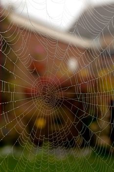 empty spider web with water drops in closeup